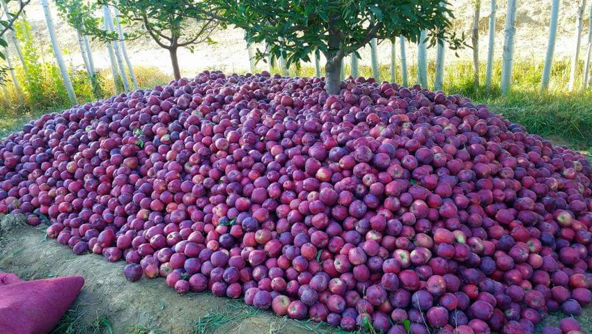 প্রথমবারের মতো রাশিয়ায় আপেল রপ্তানি শুরু করেছে আফগানিস্তান
